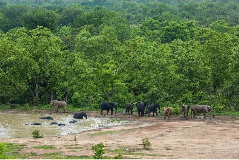 3-Days Mole National Park Elephant Safari & Northern Ghana Experience