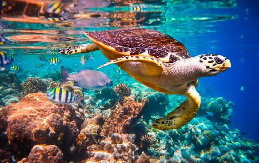 7 Days / 6 Nights Premium Zanzibar Holiday Experience photo 17